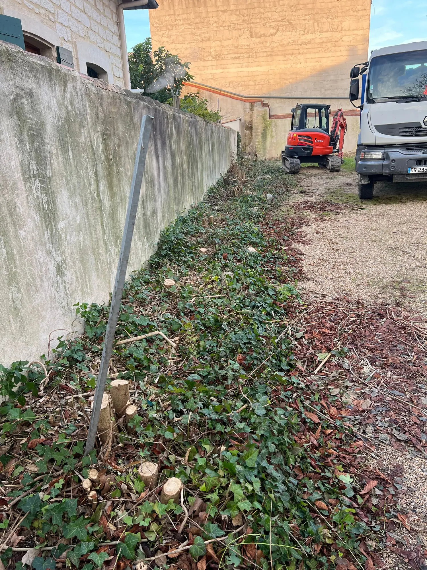 Cour envahie par la végétation avant intervention